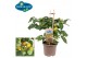 Solanum lycopersicum tomaat pick&joy cherry tomato yellow 