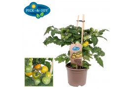 Solanum lycopersicum tomaat pick&joy cherry tomato yellow