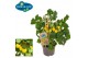 Solanum lycopersicum tomaat pick&joy cherry tomato yellow 