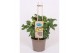 Solanum lycopersicum tomaat pick&joy cherry tomato yellow 