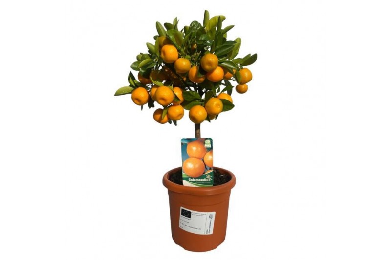 Citrus calamondino op stam 