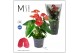 Anthurium andr. karma red Mimesis Anthurium KARMA Red - 12cm 4 bl. 2 p 
