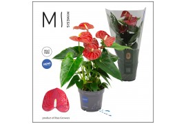 Anthurium andr. karma red Mimesis Anthurium KARMA Red - 12cm 4 bl. 2 p