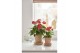 Anthurium andr. karma red Mimesis Anthurium KARMA Red - 12cm 4 bl. 2 p 