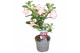 Adenium obesum pink star 