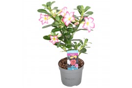 Adenium obesum pink star