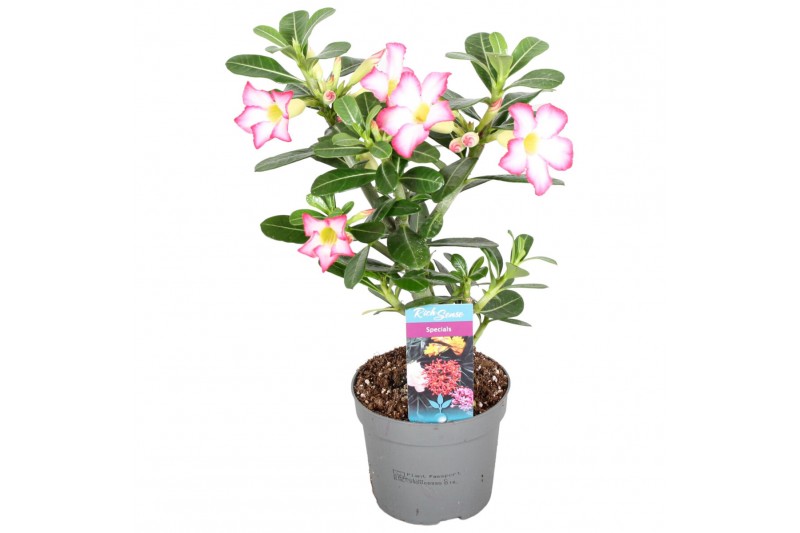 Adenium obesum pink star 