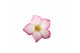 Adenium obesum pink star 