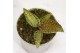 Ludisia discolor jewel orchid karma topaz 