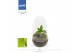 Arrangementen orchidee Jewel Orchid - KARMA Jade | Ludisia | Terrarium 