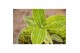 Arrangementen orchidee Jewel Orchid - KARMA Jade | Ludisia | Terrarium 