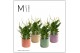 Spathiphyllum chopin 3+ bloem - Kaya keramiek, Craft world 