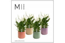 Spathiphyllum chopin 3+ bloem - Kaya keramiek, Craft world