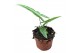 Alocasia Alocasia Sabrina 1 pp 