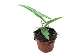 Alocasia Alocasia Sabrina 1 pp
