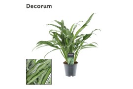 Aglaonema cutlass Decorum