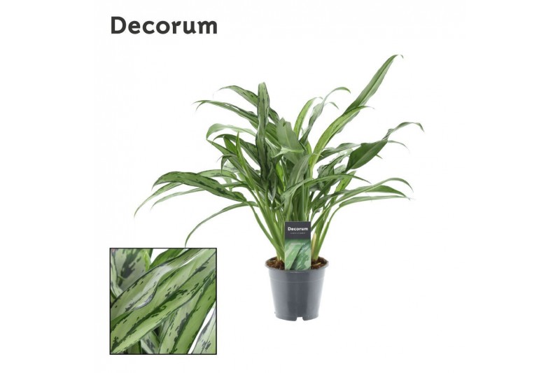 Aglaonema cutlass Decorum 