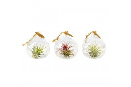Tillandsia arrangement glas hangbol mini