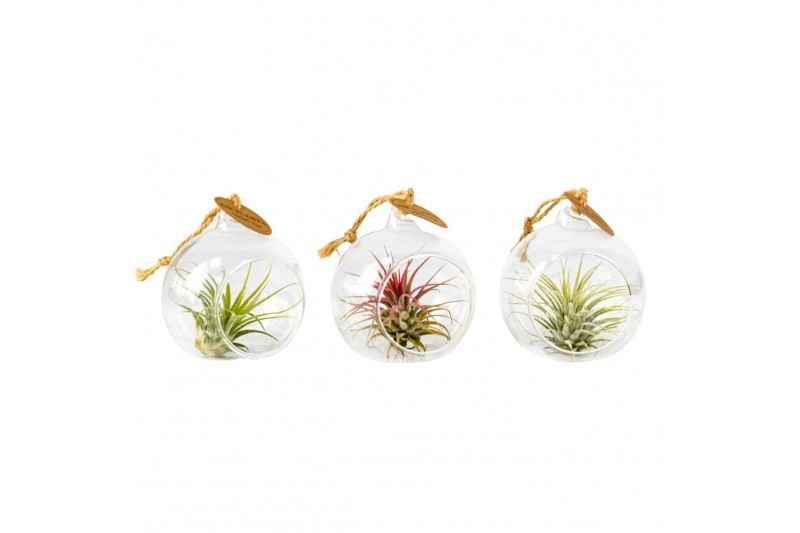 Tillandsia arrangement glas hangbol mini 