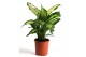 Dieffenbachia camilla + hoes / lengte 
