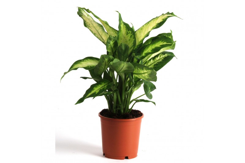 Dieffenbachia camilla + hoes / lengte 