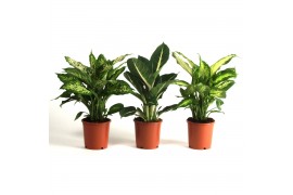 Dieffenbachia Dieffenbachia gemengd 3 soorten 1 pp