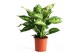 Dieffenbachia compacta 