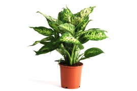 Dieffenbachia compacta
