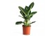Dieffenbachia green magic 
