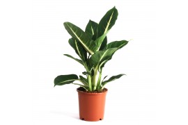 Dieffenbachia green magic