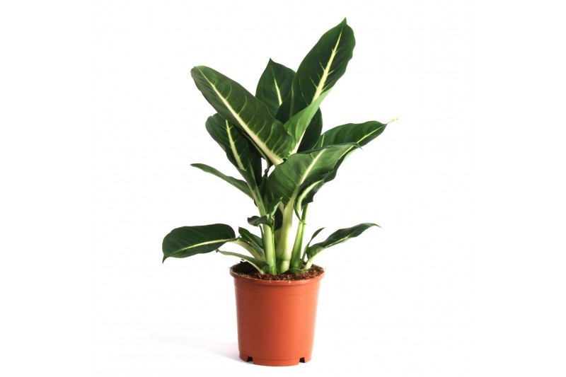 Dieffenbachia green magic 