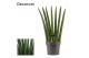 Sansevieria cylindrica fan decorum 