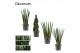 Sansevieria cylindrica mix decorum 