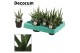 Sansevieria francisii decorum 