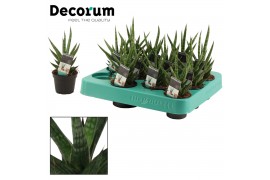 Sansevieria francisii decorum