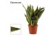 Sansevieria trifasciata futura superba (Decorum) 