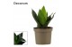 Sansevieria trifasciata hahnii black jade decorum 