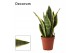 Sansevieria trifasciata futura superba decorum 