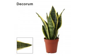 Sansevieria trifasciata futura superba decorum