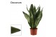 Sansevieria trifasciata Super Green 9 cm (Decorum) 