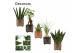 Kamerplanten groenmix mini decorum in fee stone touch 