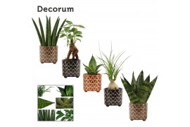 Kamerplanten groenmix mini decorum in fee stone touch