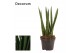 Sansevieria cylindrica spaghetti decorum 