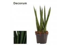 Sansevieria cylindrica spaghetti decorum