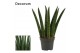 Sansevieria cylindrica fan decorum 