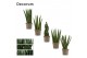 Sansevieria cylindrica mix decorum 