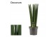 Sansevieria cylindrica straight decorum 