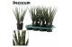 Sansevieria fernwood decorum 