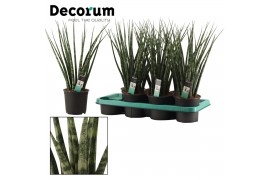 Sansevieria fernwood decorum