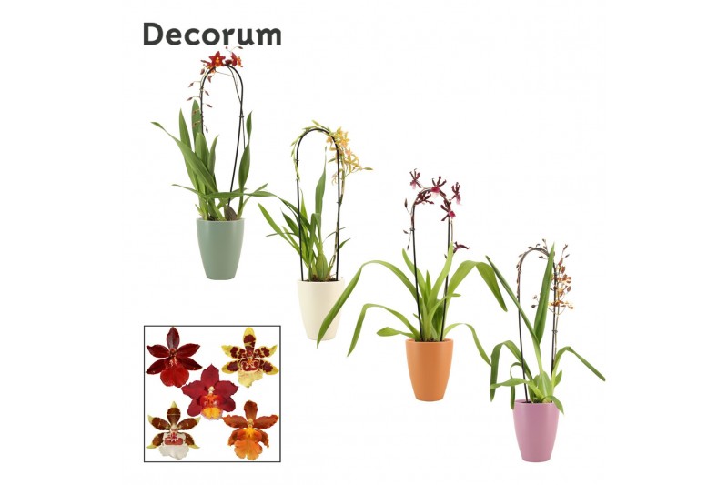 Cambria mix cascade 1 tak mix in Carly (Decorum) Cambria mix cascade 1 tak mix in Carly (Decorum)